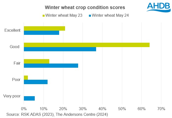 Chart showing GB winter wheat crop condition scores at the end of May 2024 and May 2023